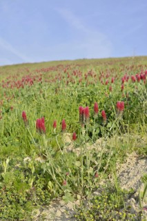 Purple clover or foxtail clover (Trifolium rubens) flowering, North Rhine-Westphalia, Germany