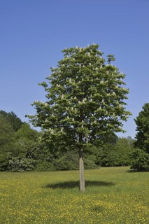 Horse chestnut (Aesculus hippocastanum) flowering in spring, North Rhine-Westphalia, Germany
