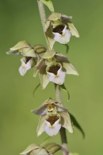 Broad-leaved helleborine or broad-leaved marsh orchid (Epipactis helleborine), flowers, North