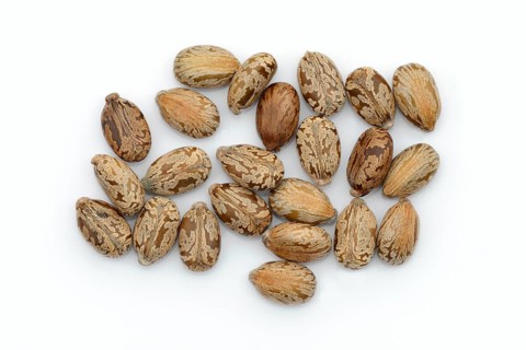 Miracle tree or castor oil plant (Ricinus communis), seeds on white background
