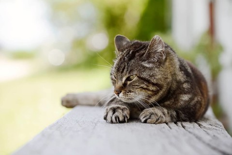 Domestic cat (Felis catus) lying on a wooden bench, Brittany, France