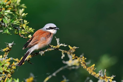 Red-backed shrike (Lanius collurio), male, North Rhine-Westphalia, Germany
