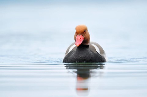 Red-crested pochard (Netta rufina), swimming drake, Lake Constance, Baden-Württemberg, Germany