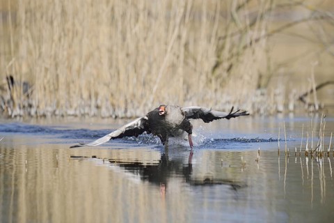 Greylag goose (Anser anser) flying up, North Rhine-Westphalia, Germany
