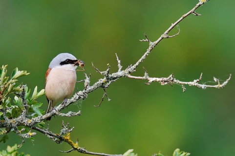 Red-backed shrike (Lanius collurio), male sitting with prey on a branch, North Rhine-Westphalia,