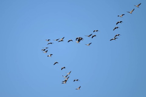 Cranes (Grus grus) in flight, North Rhine-Westphalia, Germany