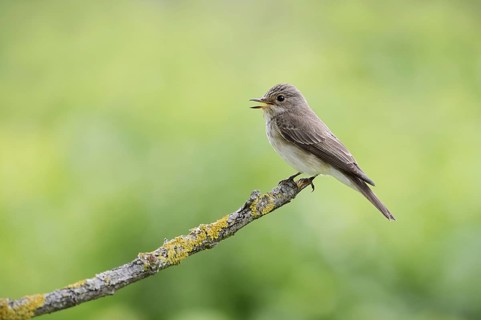 Grey flycatcher (Muscicapa striata) sits singing on a branch, Alsace, France