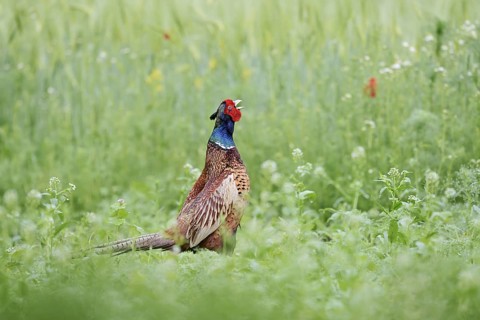 Hunting pheasant (Phasianus colchicus), calling cock, North Rhine-Westphalia, Germany