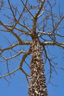 Floret silk tree (Ceiba speciosa), Algarve Portugal