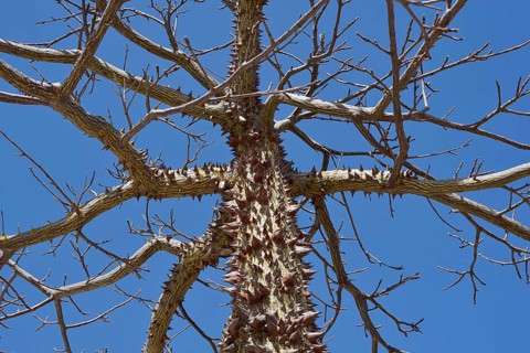 Floret silk tree (Ceiba speciosa), Algarve Portugal
