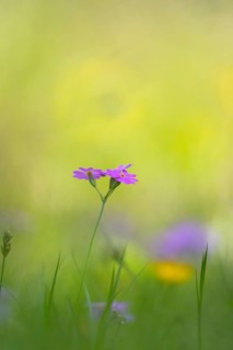 Photograph of a flour primrose (Primula farinosa), Toblach, Höhlensteintal, South Tyrol, Italy