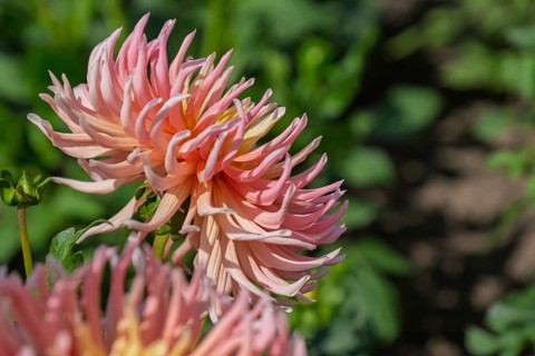 Dahlia (Dahlia), Münsterland, North Rhine-Westphalia, Germany