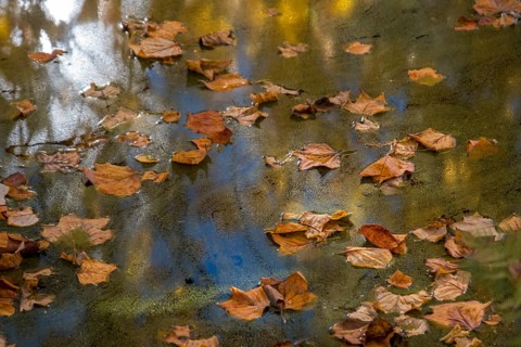 Autumn leaves floating on a pond with blue water surface and reflections, Netherlands