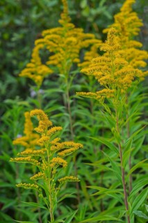 Solidago canadensis (Solidago canadensis), Province of Overijssel, Netherlands