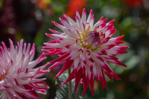 Bold dahlia flower in pink and white with contrasting petals, Münsterland, North Rhine-Westphalia,