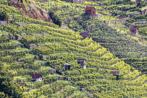Terraced vineyards of the Zuckerberg vineyard. This is where the Cannstatter Zuckerle matures.