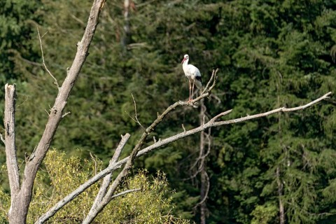 White stork (Ciconia ciconia), white stork, clapper stork standing on a dead tree at the edge of