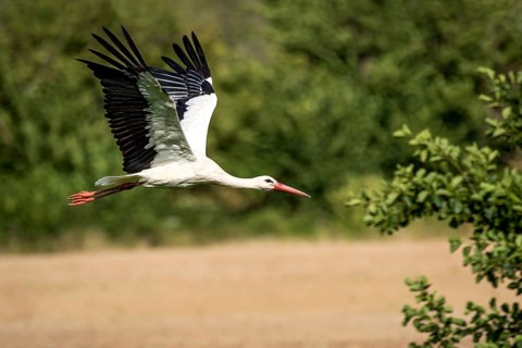 White stork (Ciconia ciconia) in flight, white stork, clapper stork flying over a field at the edge