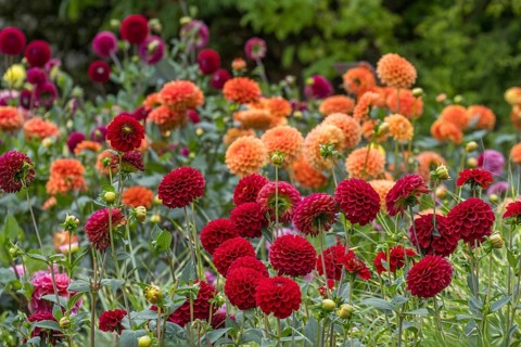 Dahlia bed with red and orange dahlias, Münsterland, North Rhine-Westphalia, Germany
