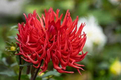 Dahlia, red, Münsterland, North Rhine-Westphalia, Germany