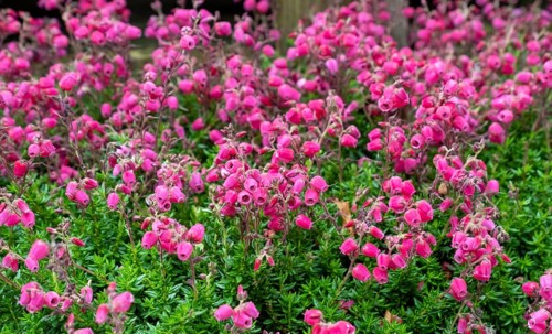 Bell Heath (Erica tetralix), Münsterland, North Rhine-Westphalia, Germany