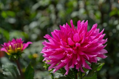 Dahlia (Dahlia), Münsterland, North Rhine-Westphalia, Germany
