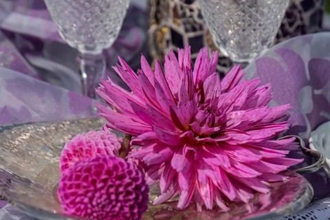 Dahlia blossom on a glass plate as a table decoration, North Rhine-Westphalia, Germany