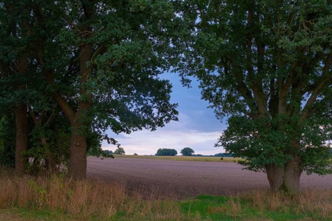 View through two trees onto fields and the sky, Husum, Nienburg, Lower Saxony, Germany