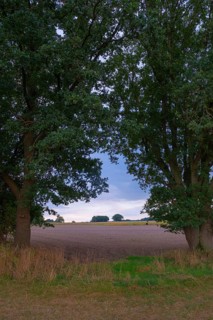 View through two trees onto fields and the sky, Husum, Nienburg, Lower Saxony, Germany