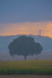 View across fields to a single tree in the evening light during rain, Husum, Nienburg, Lower