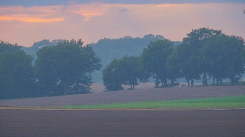 View across fields to a row of trees in the rain in the evening light, Husum, Nienburg, Lower