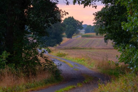 Photograph of a country lane winding through trees and a landscape in the evening light, Husum,