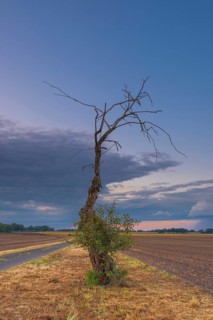 Photograph of a withered tree standing at the edge of a field in the evening light, Husum,