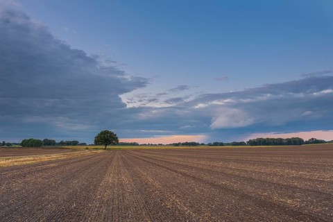 View along a freshly harrowed field to a single tree in the evening light, Husum, Nienburg, Lower