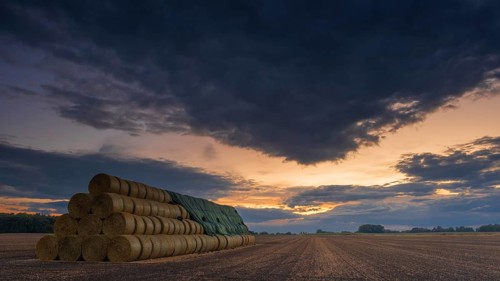 Photograph of a large stack of round bales on a harvested field in the evening light, Husum,