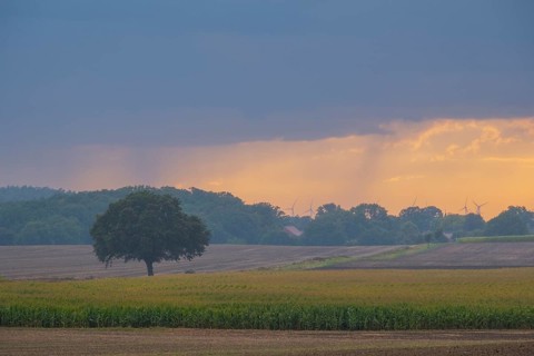 View over a field landscape where wind turbines can be seen behind trees in the rain and evening
