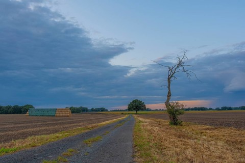 Photograph of a withered tree standing at the edge of a field in the evening light, Husum,