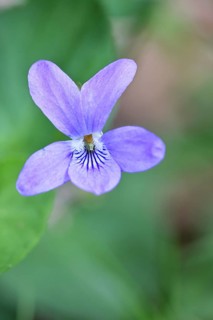 Wood violet (Viola reichenbachiana) between leaves on the forest floor, spring bloomer, spring,