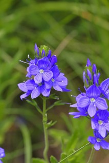 Veronica teucrium (Veronica teucrium) blue flower at the edge of a field hedge, Lahnstein,