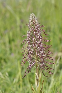 Goat's tongue (Himantoglossum hircinum), inflorescence with open white-purple flowers, in a meadow,
