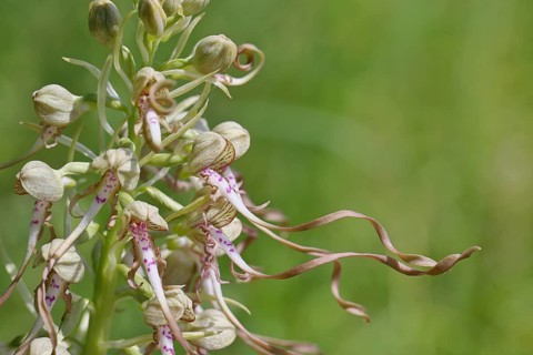 Goat's tongue (Himantoglossum hircinum), inflorescence with open white-purple flowers, close-up,