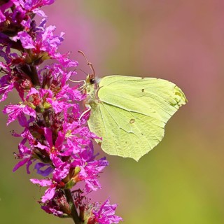 Lemon butterfly (Gonepteryx rhamni) feeding on a flower of purple loosestrife (Lythrum salicaria),