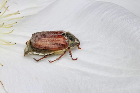 Cockchafer, field cockchafer (Melolontha melolontha), female on a clematis flower, Wilnsdorf, North
