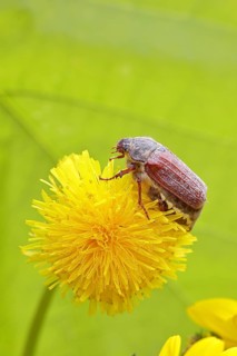 Cockchafer, field cockchafer (Melolontha melolontha), female on a dandelion (Taraxacum) flower,