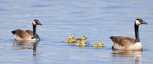 Canada goose (Branta canadensis), pair swimming with chicks on a lake, animal pair, wildlife,