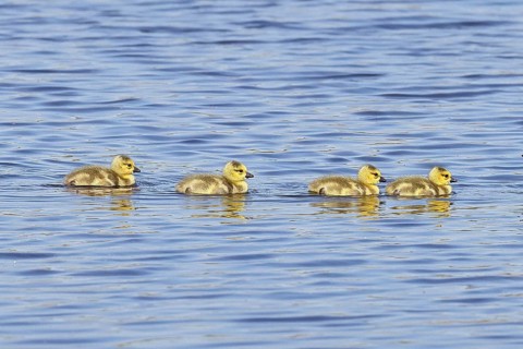Canada goose (Branta canadensis), chicks swimming on a lake, young animals, wildlife, birds, geese,