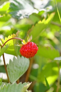 Forest strawberry (Fragaria vesca), ripe fruit, Wilnsdorf, North Rhine-Westphalia, Germany