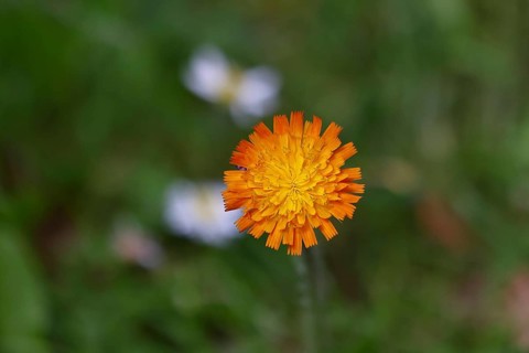 Orange hawkweed, orange-red hawkweed (Hieracium aurantiacum), flower on a rough meadow, Wilnsdorf,