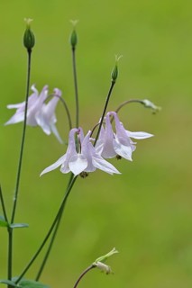 Columbine (Aquilegia vulgaris), white flower at the edge of a forest, in spring, Wilnsdorf, North