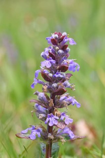 Blue bugle (Ajuga reptans), inflorescence in a meadow, Wilnsdorf, North Rhine-Westphalia, Germany